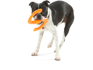 Bumi® Dog Toy for Chew, Tug, and Fetch- Small