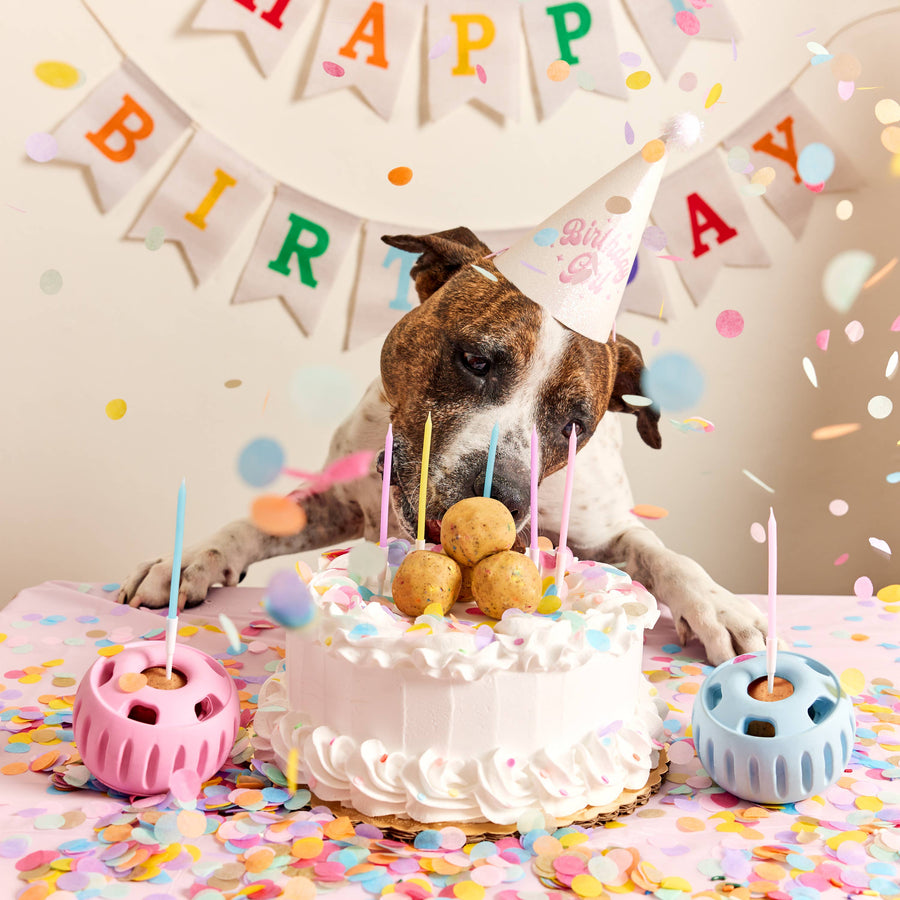 The Pupsicle- Party Colors