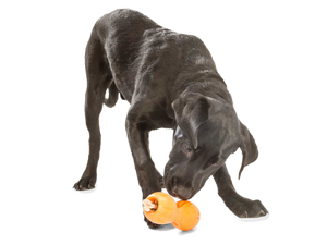 Qwizl® Dog Puzzle Treat-Dispensing Enrichment Toy