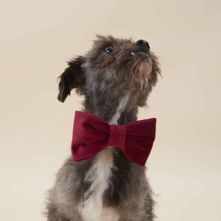 Burgundy Velvet Dog Bow Tie