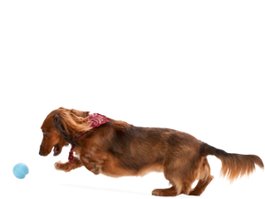 Jive® Dog Toy Ball for Chew, and Fetch
