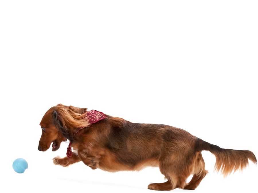 Jive® Dog Toy Ball for Chew, and Fetch