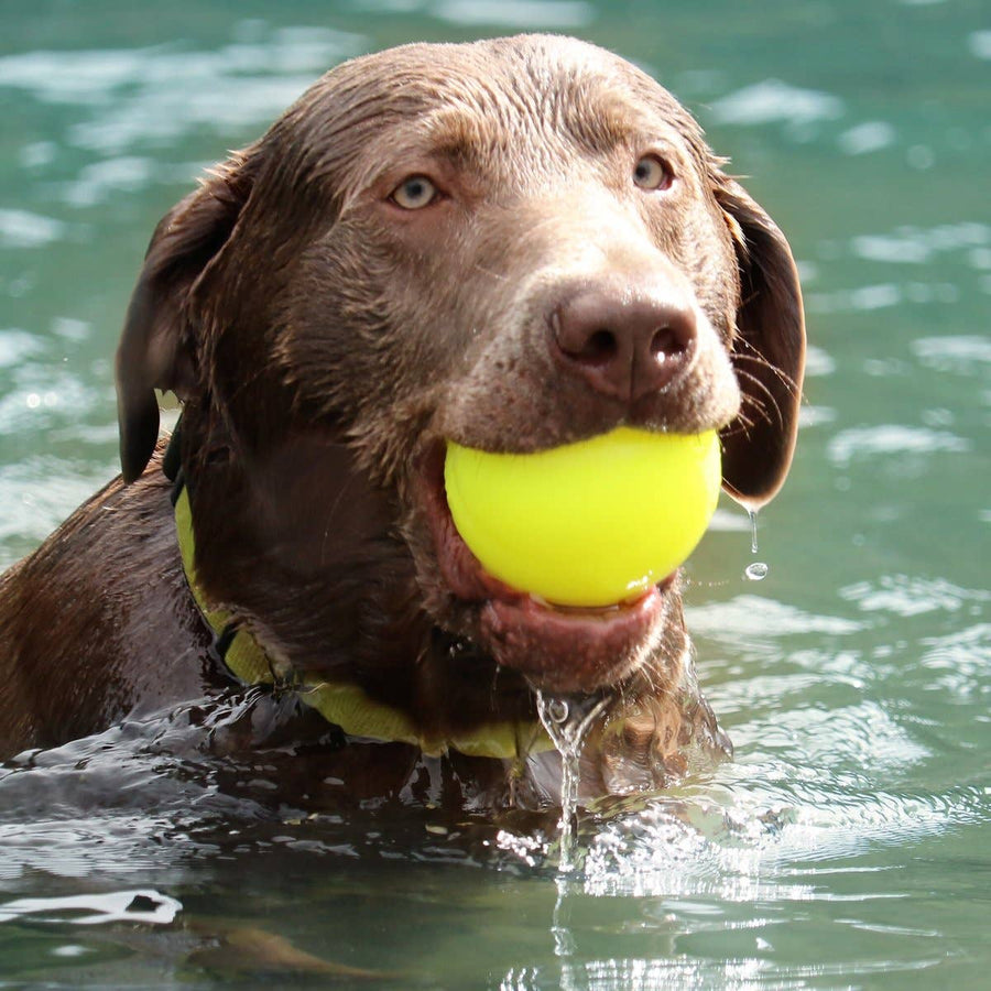 Indestructible Ball by Ruff Dawg