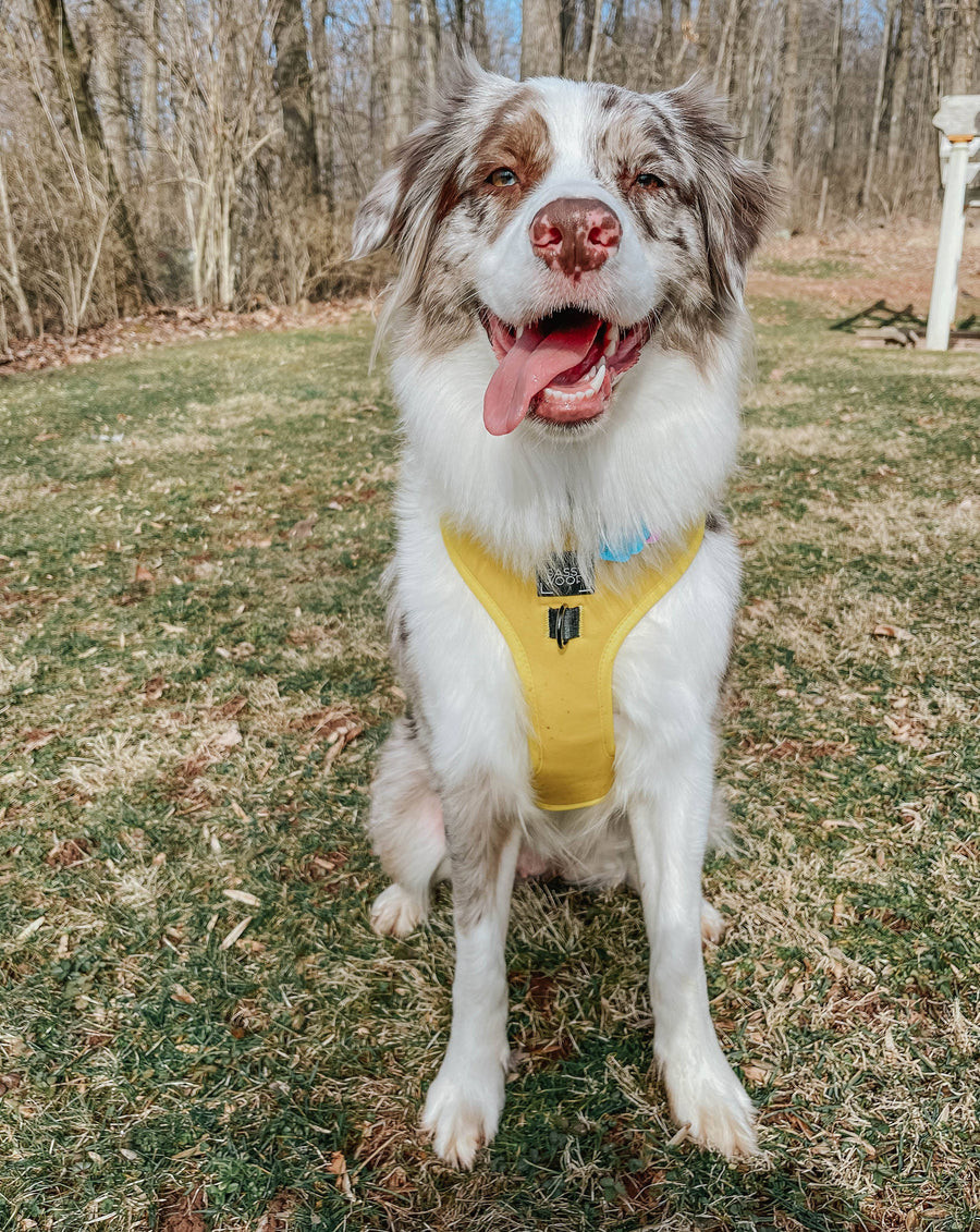 Dog Adjustable Harness - Neon Yellow