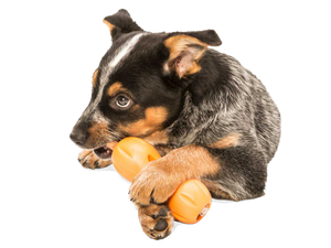 Qwizl® Dog Puzzle Treat-Dispensing Enrichment Toy