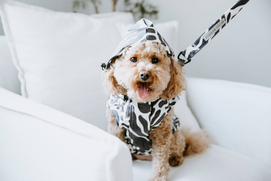 Abstract Dog Rain Jacket