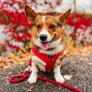 Dog Adjustable Harness - Merlot