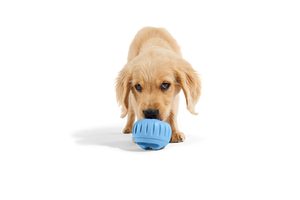 The Pupsicle - LIMITED EDITION Color