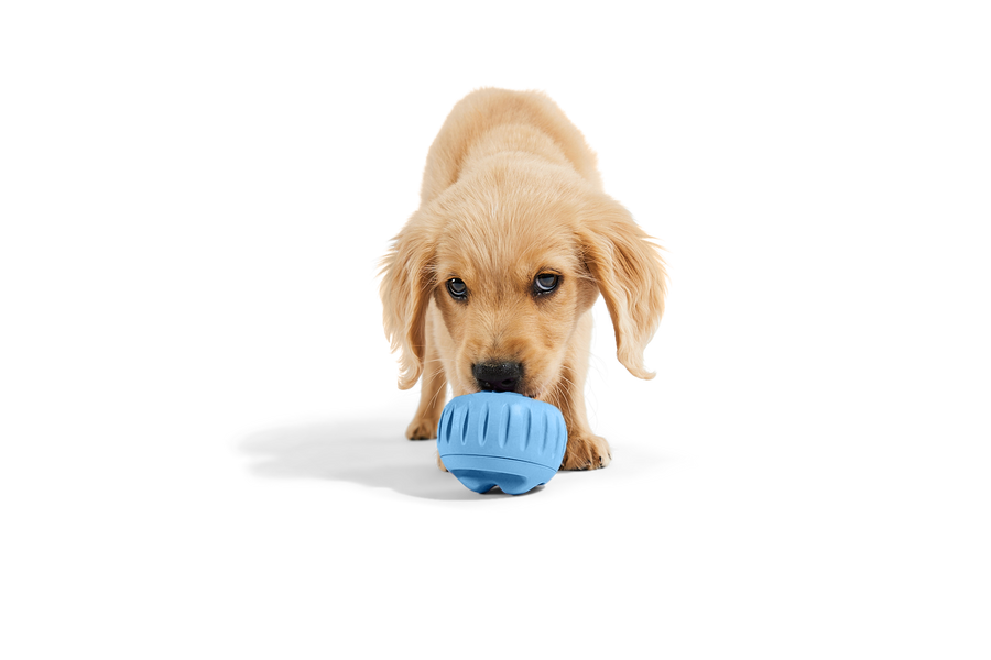The Pupsicle - LIMITED EDITION Color