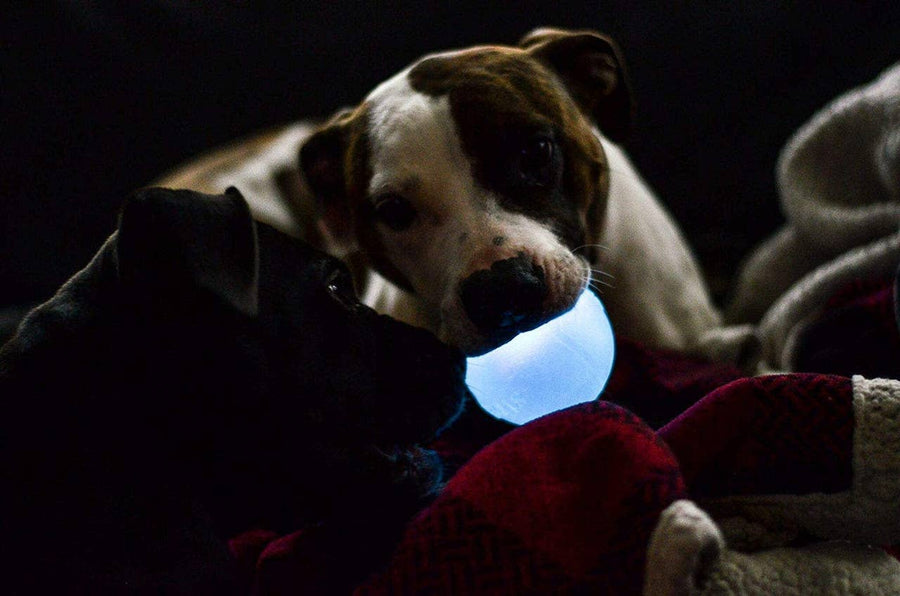 Planet Dog Orbee-Tuff Strobe Ball Light Up Dog Toy Blue