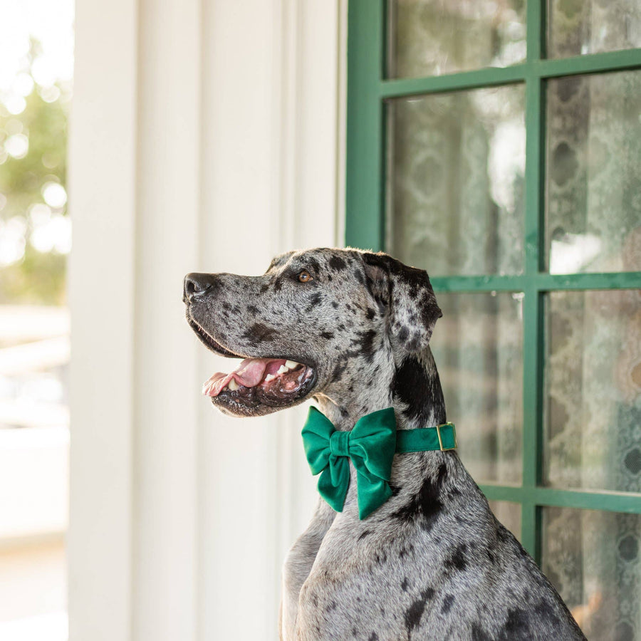 Forest Green Velvet Holiday Lady Dog Bow