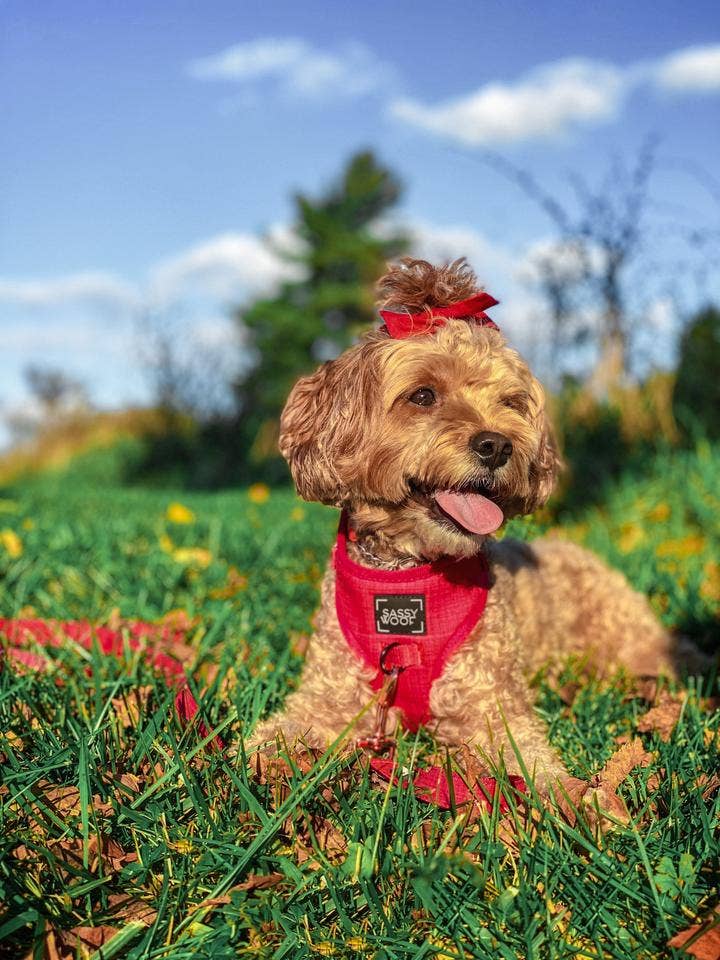 Dog Adjustable Harness - Merlot