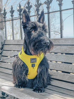 Dog Adjustable Harness - Neon Yellow