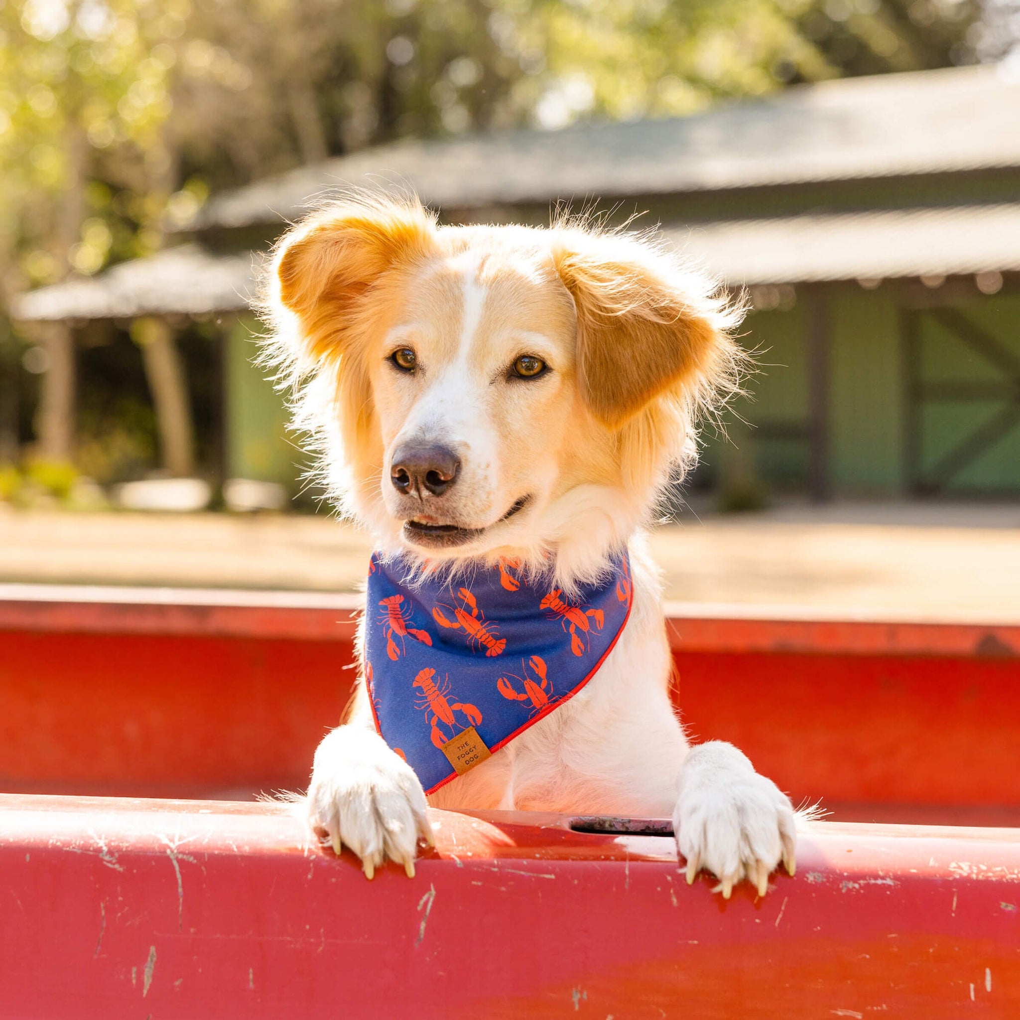 Large Kansas City Dog Bandana Over the Collar Dog Bandana 