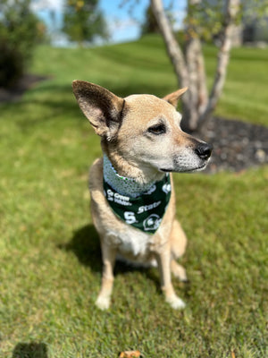 Go Green! MSU Pride Dog Bandana