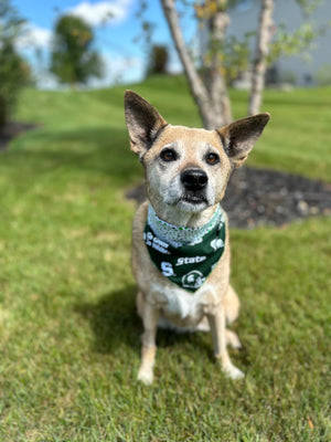 Go Green! MSU Pride Dog Bandana