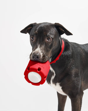 Tennis Tumble Interactive Dog Toy
