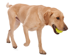 Jive® Dog Toy Ball for Chew, and Fetch