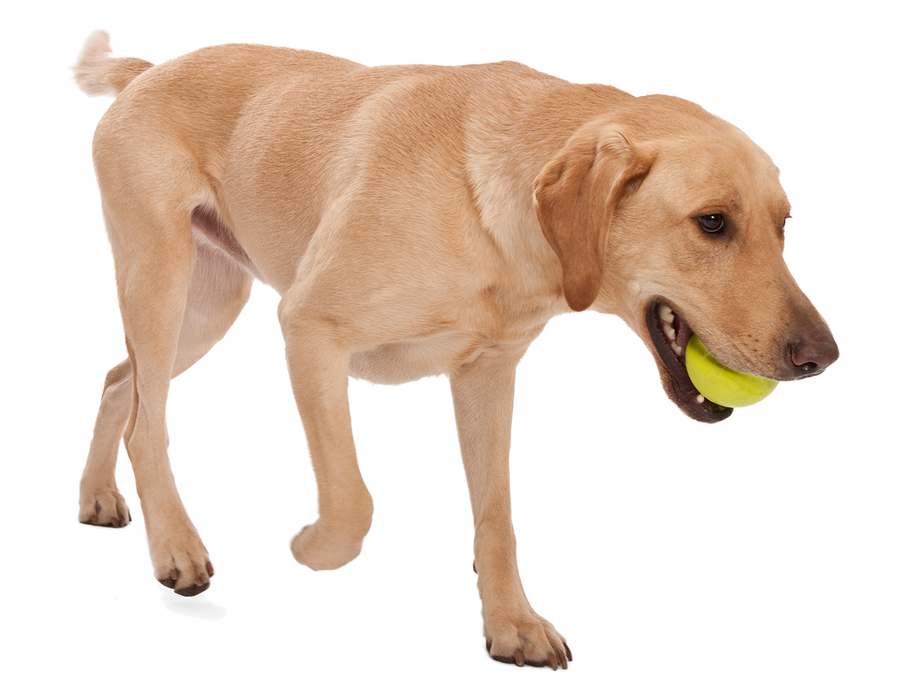 Jive® Dog Toy Ball for Chew, and Fetch