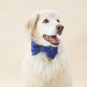 Navy Velvet Dog Bow Tie