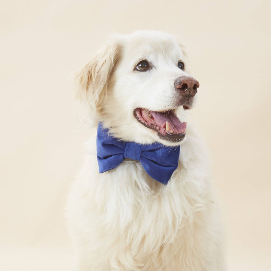 Navy Velvet Dog Bow Tie