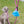 Pink Gummy Bear Poopy Loop Used Dog Waste Bag Holder