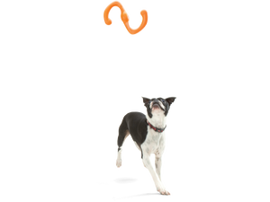 Bumi® Dog Toy for Chew, Tug, and Fetch- Small