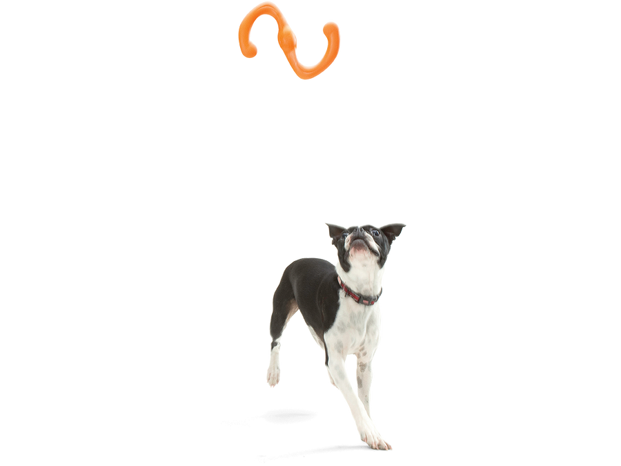 Bumi® Dog Toy for Chew, Tug, and Fetch- Small