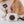 Dog Waste Bag Holder - Dainty Daisy (Spring)