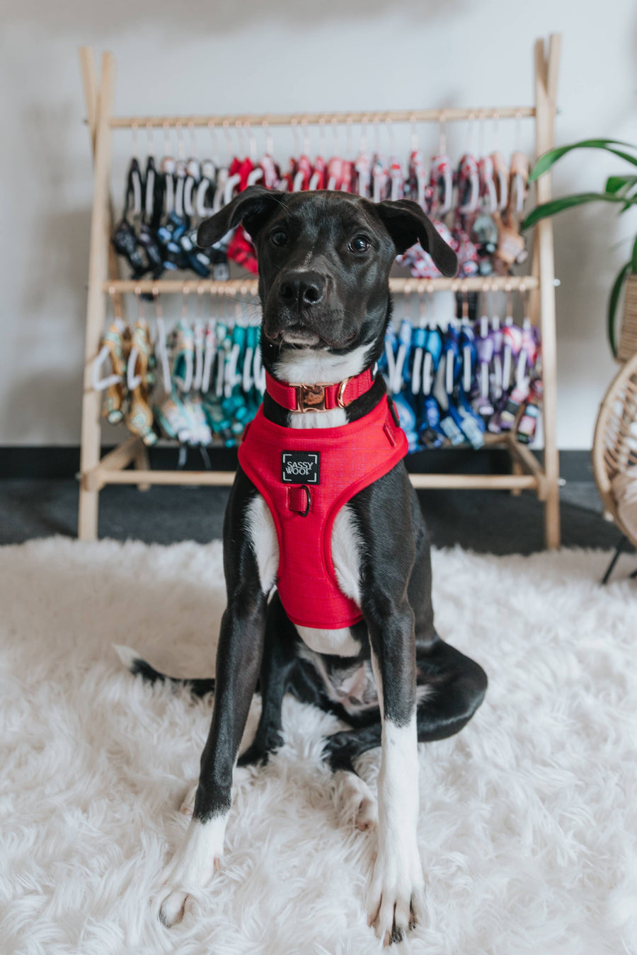 Dog Adjustable Harness - Merlot