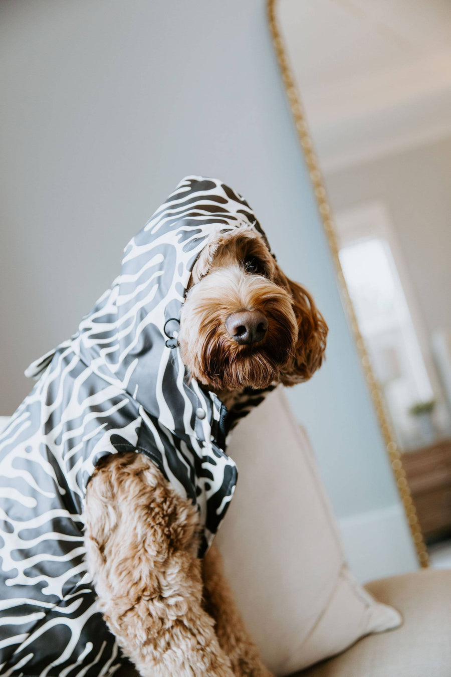 Abstract Dog Rain Jacket