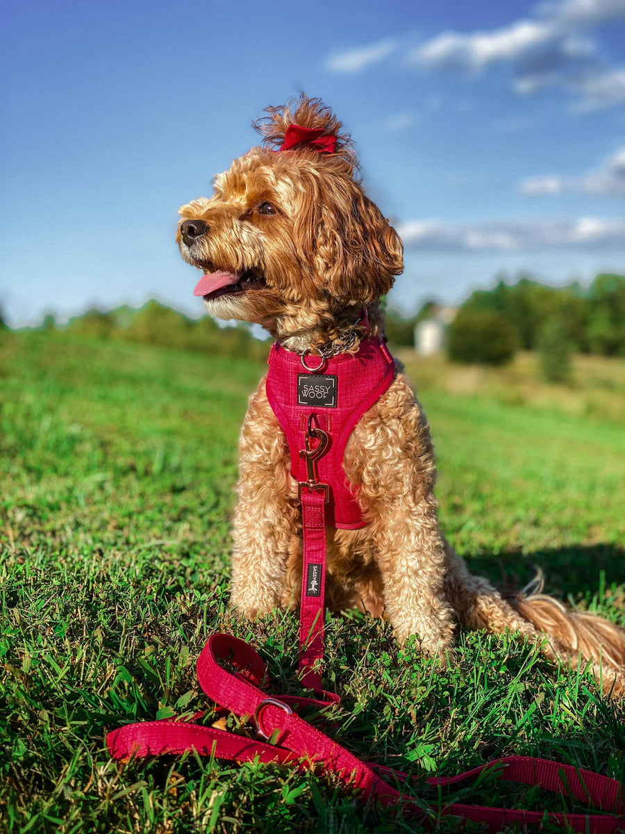 Dog Leash - Merlot