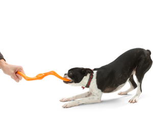 Bumi® Dog Toy for Chew, Tug, and Fetch- Small
