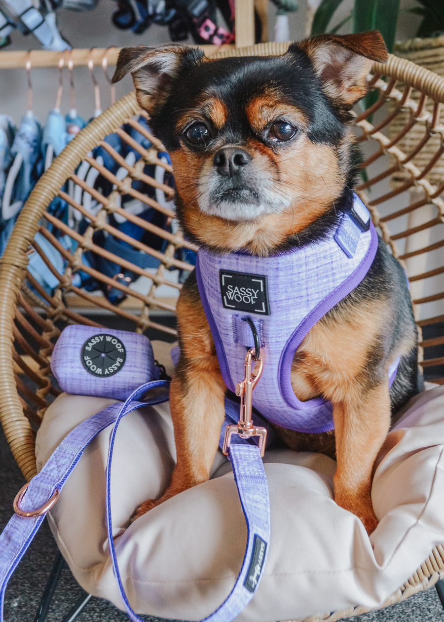 Dog Waste Bag Holder - Aurora