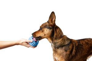 The Pupsicle - LIMITED EDITION Color