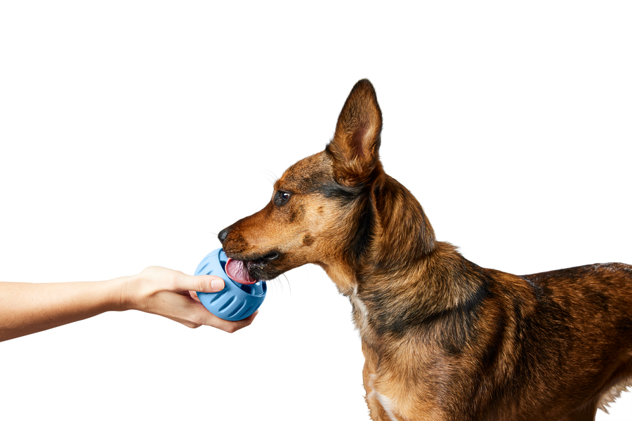 The Pupsicle - LIMITED EDITION Color