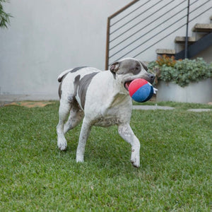 Jax & Bones Beach Ball Plush Dog Squeak Toy (Large)