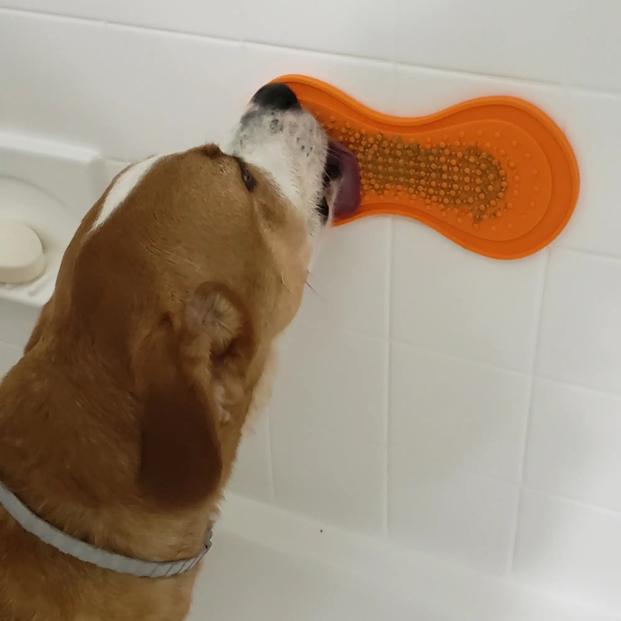 Bath To The Bone + Dog Distraction Lick Pad