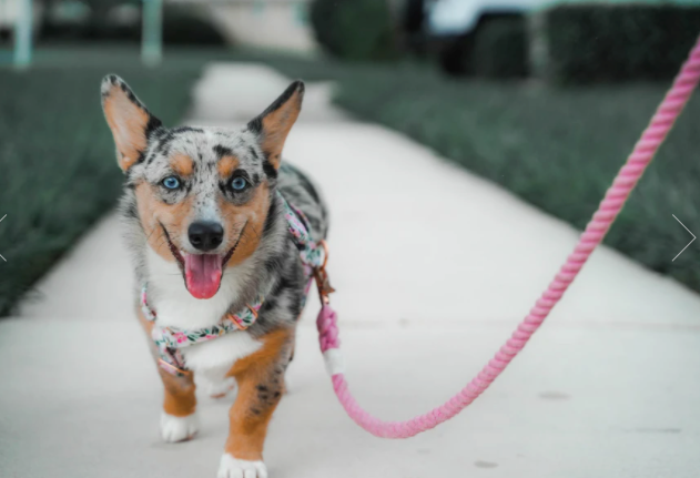 Cotton Candy Rope Leash